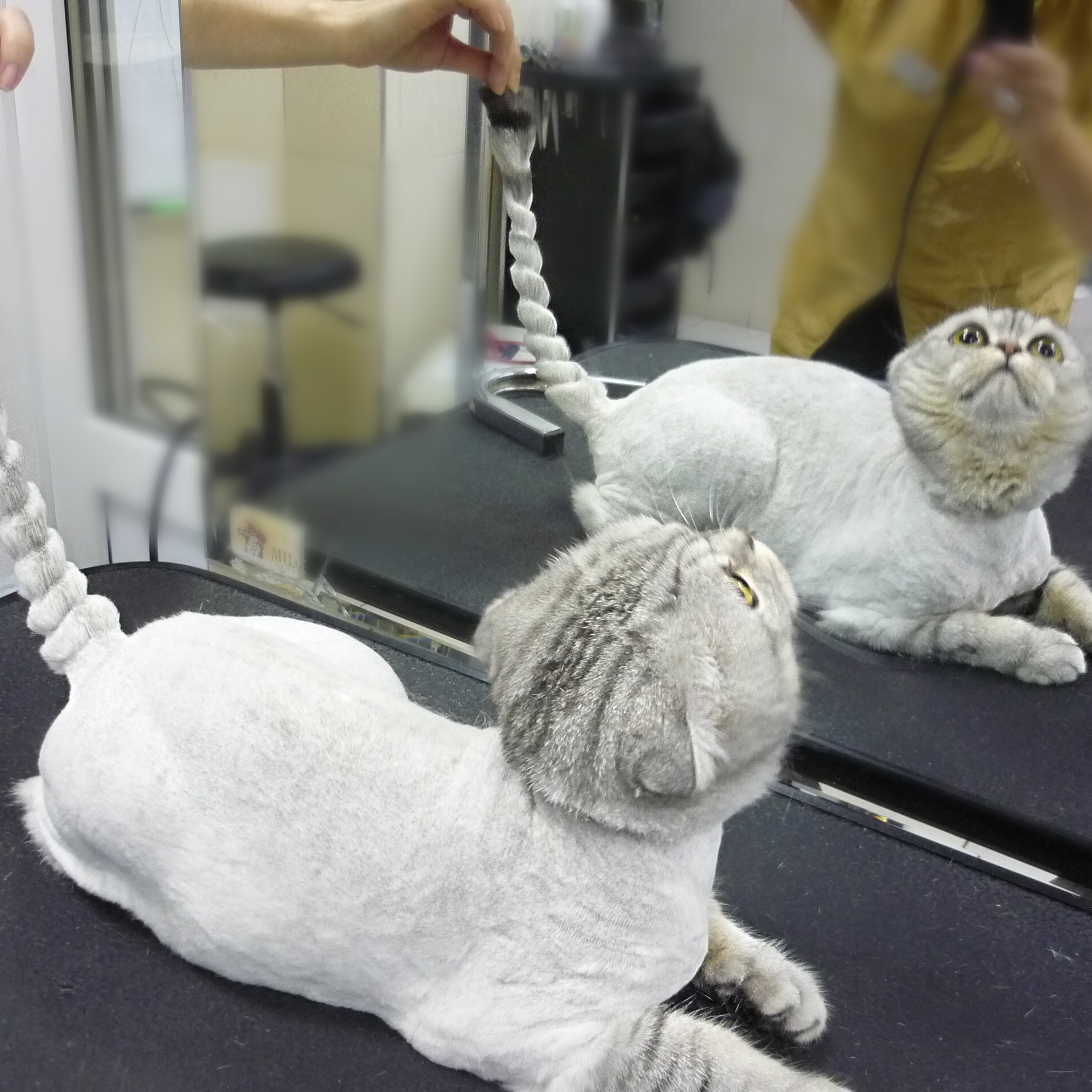 Большинству домашних питомцев требуется стрижка. Она позволит животному выглядеть более аккуратно и ухоженно, облегчит его состояние во время жары и уход за собой, предотвратит образование колтунов, стягивающих кожу и приводящих к раздражениям и воспалениям на коже, а также уменьшит вероятность выпадения шерсти, что поможет вам обеспечить чистоту в квартире. Антицарапки - безопасные для животных силиконовые колпачки, которые легко клеятся на специальный раствор, и защищают всех и всё от острых кошачьих когтей. 