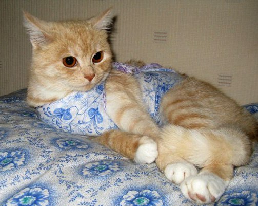 Данная операция имеет безусловные плюсы: Плюс №1 - Профилактика заболеваний как воспалительтного, так и онкологического, и гормонального происхождения. Плюс №2 - Контроль за рождаемостью неплеменных животных. Плюс № 3 - Коррекция нежелательных проблем поведения животного - агрессии, мечения, побегов.