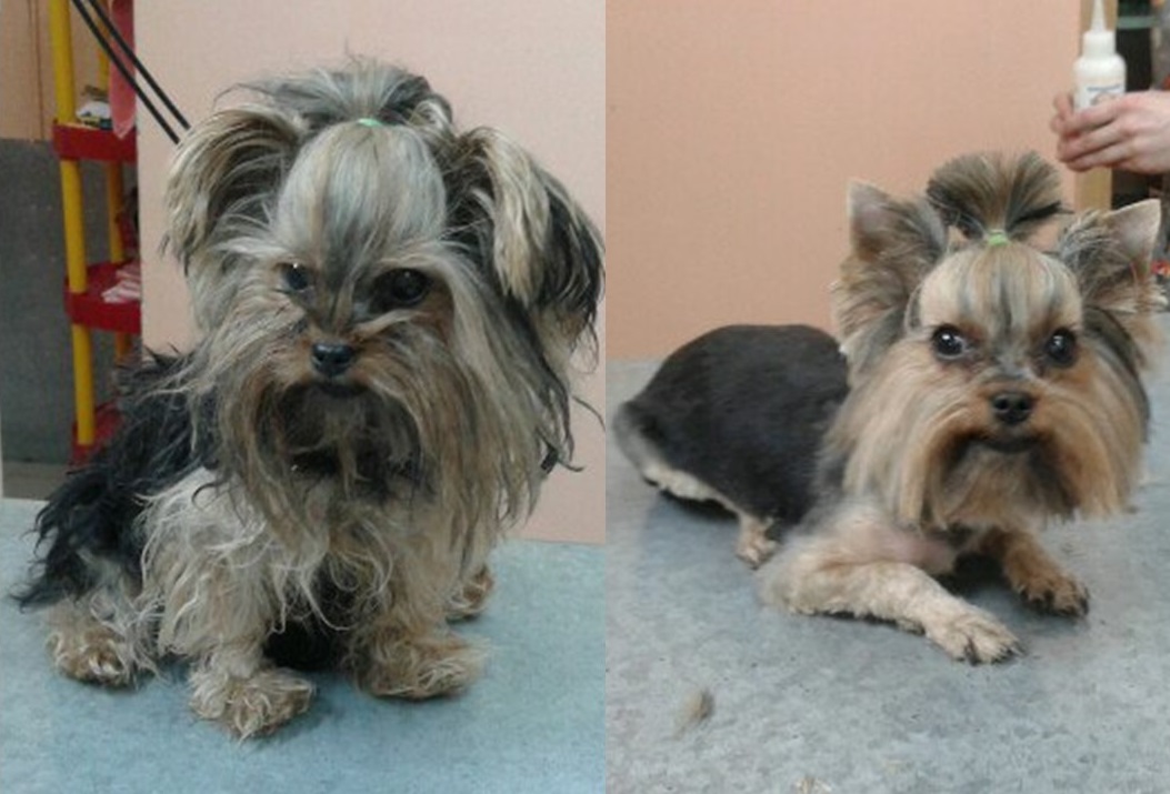 Большинству домашних питомцев требуется стрижка. Она позволит животному выглядеть более аккуратно и ухоженно, облегчит его состояние во время жары и уход за собой, предотвратит образование колтунов, стягивающих кожу и приводящих к раздражениям и воспалениям на коже, а также уменьшит вероятность выпадения шерсти, что поможет вам обеспечить чистоту в квартире. 